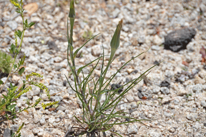 Lindley’s Silverpuffs bloom from March to May or June and prefers elevations up to 5,000 feet (127 m), Uropappus lindleyi
